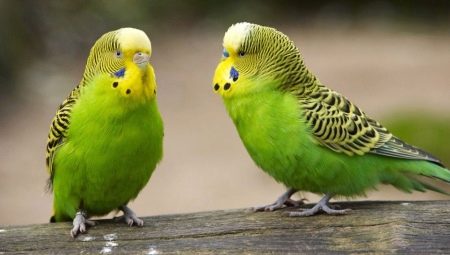 Gaano karaming nabubuhay ang mga parrots?