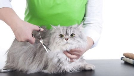Cắt tóc mèo: tính năng và khuyến nghị