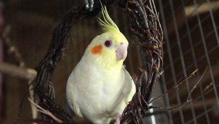 การดูแลและบำรุงรักษานกแก้ว cockatiel