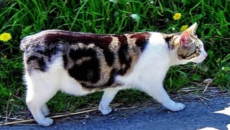 Tất cả những gì bạn cần biết về giống mèo Manx