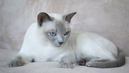 ทุกสิ่งที่คุณต้องรู้เกี่ยวกับแมวตังเกี๋ย