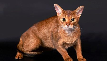 ทุกสิ่งที่คุณต้องรู้เกี่ยวกับแมวและแมว Abyssinian