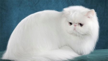 ทุกอย่างเกี่ยวกับแมวเปอร์เซียและแมวสีขาว