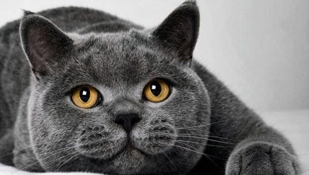 Tất cả về mèo và mèo Anh