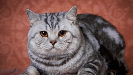 Lahat ng tungkol sa mga British na marmol cats