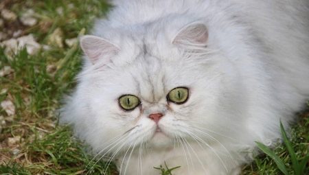 ทุกอย่างเกี่ยวกับแมวชินชิลล่า