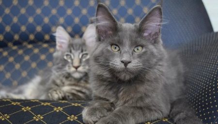 ทุกอย่างเกี่ยวกับเมนคูนสีฟ้า