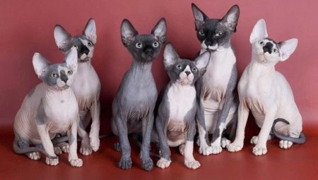 ทุกอย่างเกี่ยวกับสายพันธุ์แมว Sphynx