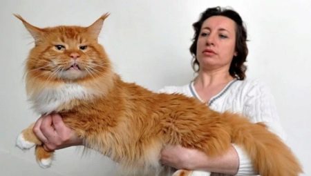 ทุกอย่างเกี่ยวกับสีแดงเมนคูน