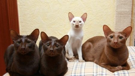 Java cat: รูปลักษณ์และวิธีการดูแลเป็นอย่างไร