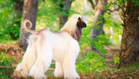 Afghan Hound: คำอธิบายของสายพันธุ์และเนื้อหา