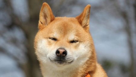 Akita Inu: คำอธิบายของสายพันธุ์ลักษณะและการเพาะปลูก