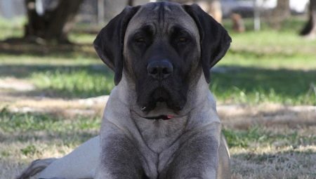 American Mastiff: คำอธิบายสายพันธุ์และการดูแลสุนัข