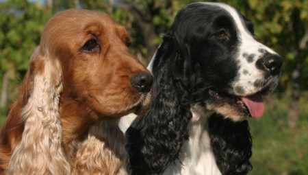 English Cocker Spaniel: คำอธิบายสายพันธุ์และเนื้อหา