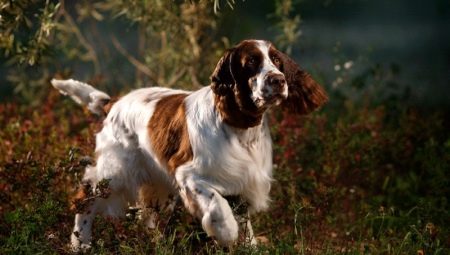 English Springer Spaniel: ลักษณะของสายพันธุ์และการเพาะปลูก