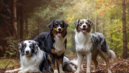 Australian Shepherd: คำอธิบายสายพันธุ์, สี, ตัวละครและเนื้อหา