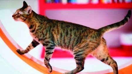 วิ่งล้อสำหรับแมว: การเลือกและการฝึกอบรม