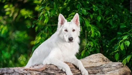 White German Shepherd: คุณสมบัติและเนื้อหา