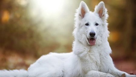 White Swiss Shepherd: คำอธิบายสายพันธุ์และการผสมพันธุ์