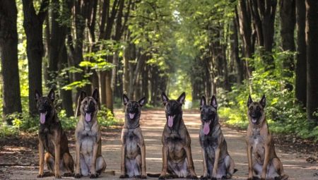 Belgian Shepherd Dog: คุณสมบัติประเภทและเนื้อหา