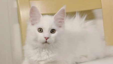 White Maine Coons: คุณสมบัติสีและเนื้อหา