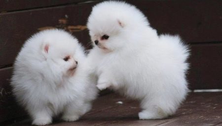 White Pomeranian Spitz: paglalarawan, karakter at pag-aalaga