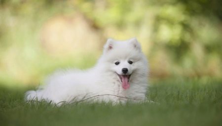 White Spitz: การศึกษาลักษณะการเลือกและการดูแล
