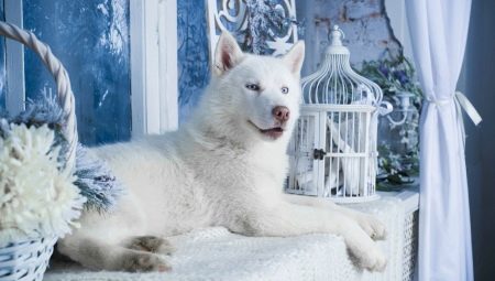 White Husky: คุณสมบัติสีและกฎการดูแล