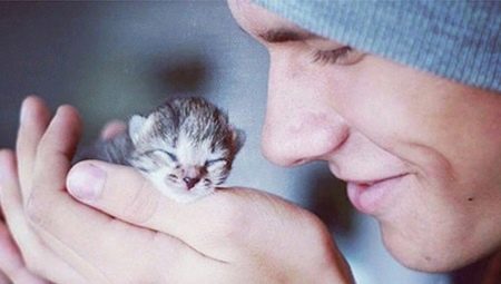 ลูกแมวจรจัด: เป็นไปได้หรือไม่ที่จะพาพวกเขาไปที่อพาร์ทเมนต์