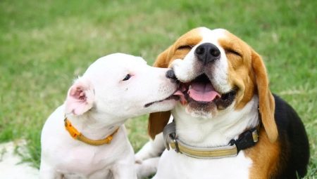 Beagle and Jack Russell Terrier: Comparison of Rocks