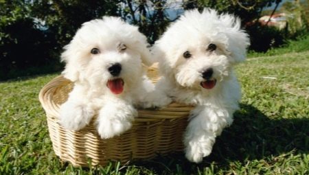 Bichon Frize: คำอธิบายสายพันธุ์, ตัวละคร, การคัดเลือกและการดูแล