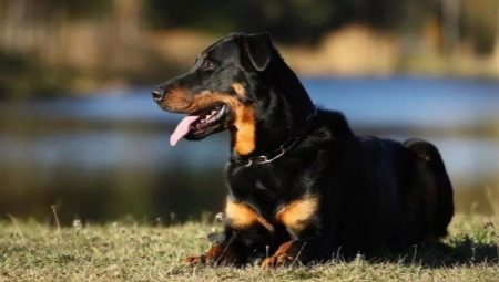 Beauceron: คำอธิบายของสุนัขและเนื้อหา