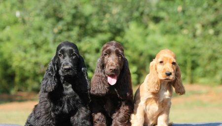 American Cocker Spaniel แตกต่างจากภาษาอังกฤษอย่างไร