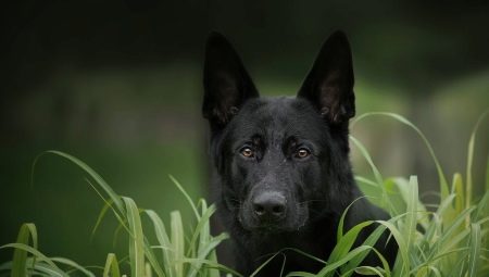 Black German Shepherd: คำอธิบายการให้อาหารและการดูแล