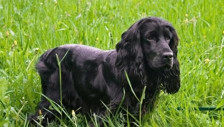 Black Spaniels: คำอธิบายการดูแลและรายการชื่อเล่น
