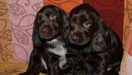 Black Russian Spaniel: คำอธิบายของสุนัข, ลักษณะและกฎการดูแล