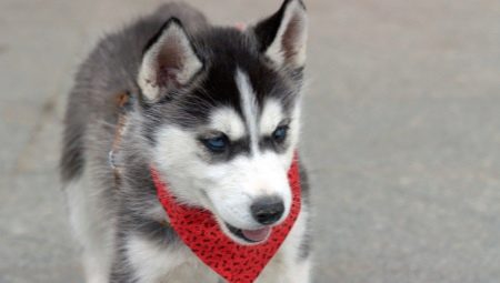 การฝึกอบรมและการศึกษาของ huskies ที่บ้าน