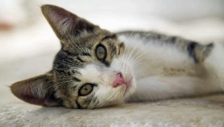 Aegean cat: breed description, character and care