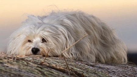 Havana Bichon: description of the breed and the subtleties of the content