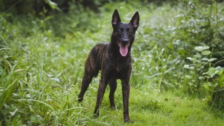 Dutch Shepherd Dog: รายละเอียดสายพันธุ์และเนื้อหา