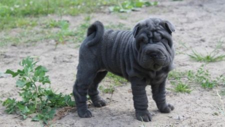 Blue Shar Pei: คำอธิบายและคุณสมบัติของเนื้อหา