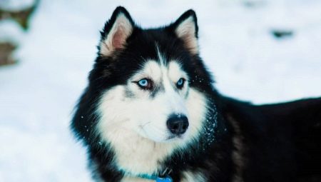 Huskies: ลักษณะพันธุ์และการเพาะปลูก