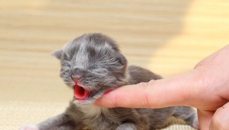 ลูกแมวแรกเกิดอย่างไรและอย่างไรที่จะเลี้ยงลูกแมว?