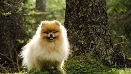 อะไรที่คุณเรียกว่าเด็กชาย Spitz