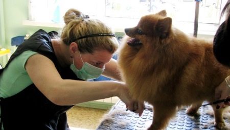 จะตัด Pomeranian Spitz ได้อย่างไร