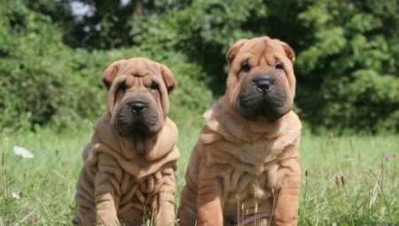 จะเพิ่ม Sharpei ได้อย่างไร
