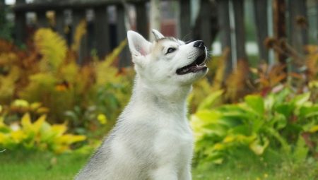 วิธีการสอน huskies ให้กับห้องน้ำบนถนนและที่บ้าน?