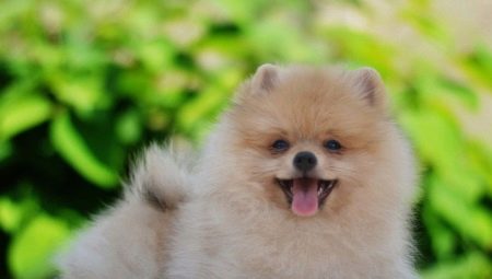 วิธีการสอน Spitz ให้กับผ้าอ้อม?