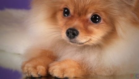 วิธีเลือกฟีดสำหรับ Spitz