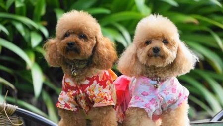 Pygmy Poodle: ความหลากหลายของสีลักษณะของสายพันธุ์และเนื้อหา
